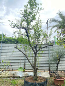 Lựu Cổ Thụ Tán Đẹp Vanh 60-70cm