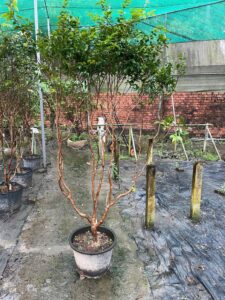 Nho Thân Gỗ Tứ Qúy Cao 2-3m