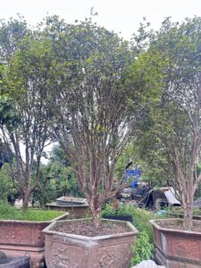 Nho Thân Gỗ Tứ Qúy Cổ Thụ