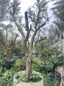 Lựu Cổ Thụ Trăm Tuổi Vanh 100cm