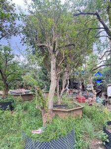 Lựu Cổ Thụ Dáng Đẹp Vanh 70-80cm