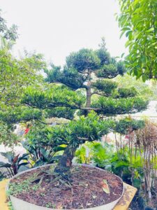 Tùng Dáng Siêu Đẹp VIP