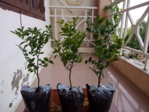 Nho Thân Gỗ Giống Cao 40-50cm