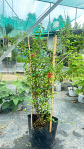 Lựu Đỏ Ấn Độ Cây Đang Hoa