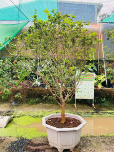 Nho Thân Gỗ Tứ Qúy Siêu Trái Cao 2m