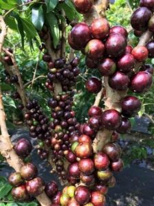 Nho thân gỗ 12 vụ cây có hoa & trái