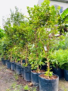 Nho thân gỗ 12 vụ cây tầm trung