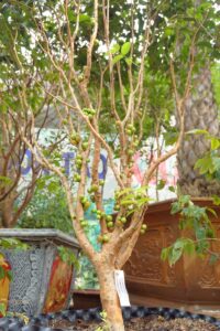 Nho thân gỗ 12 vụ cây trưởng thành