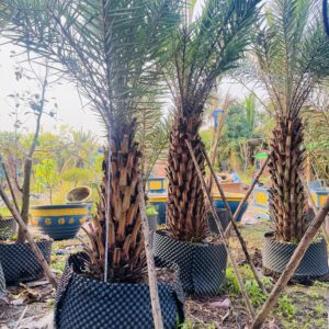 Chà là cảnh quan – Trung đông 1m2 – 1m3