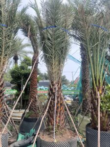 Chà là cảnh quan – Trung đông 1m5 – 1m7