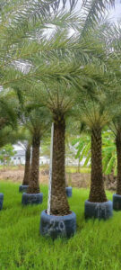 Chà là cảnh quan – Trung đông 1m5 – 2m