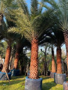 Chà là cảnh quan – Trung đông lóng 2m – 2m5