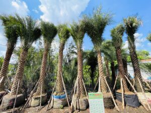 Chà là cảnh quan – Trung đông lóng 2m8 – 3m