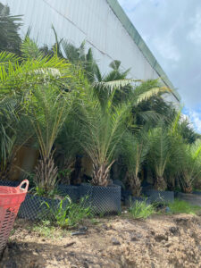 Chà là cảnh quan – Trung đông lóng 40 – 50cm