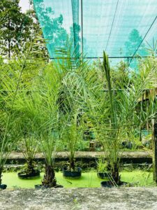 Chà là trái đỏ Khenaizy 1m3 – 1m8