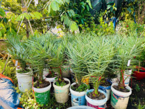 Chà là trái đỏ Khenaizy 40 – 50cm