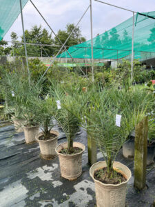 Chà là trái đỏ Khenaizy 80 – 90cm