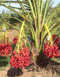 Chà là trái đỏ Khenaizy cây có trái