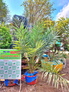 Chà là trái đỏ Khenaizy lóng 20cm