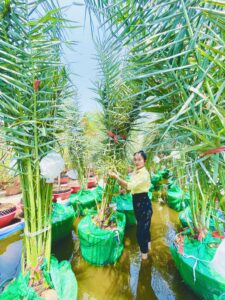 Chà là trái vàng Barhee bán thủy canh