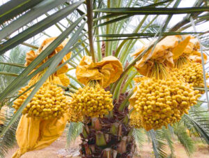 Chà là trái vàng Barhee cây có trái