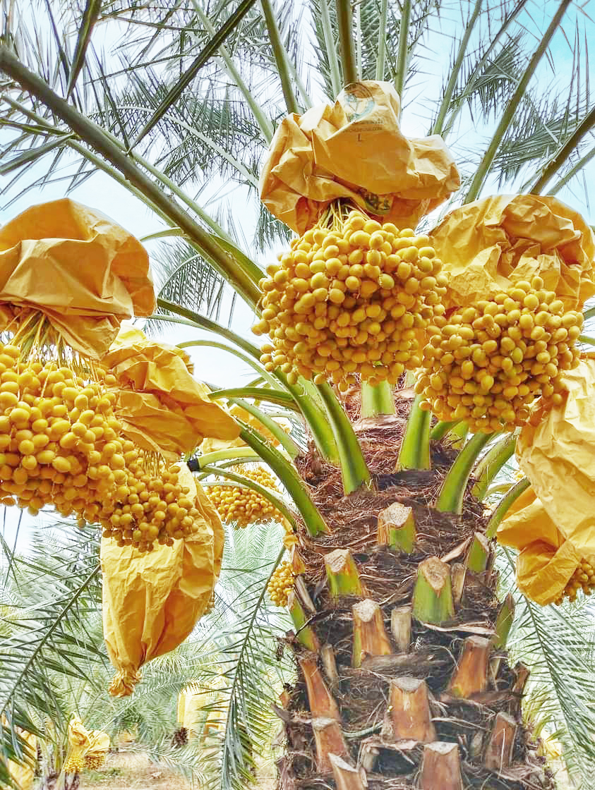 Chà là trái vàng Barhee