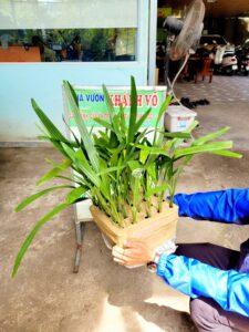 Chà là trái vàng Barhee cấy mô 30 – 40cm