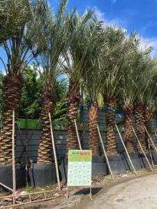 Chà là trái vàng Barhee lóng 2m5 – 3m