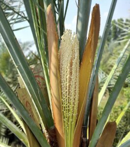 Chà là trái vàng Barhee ra bông, lưỡi mèo