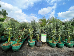 Chà là trái vàng Barhee sọt 1m8 – 2m