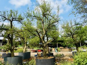 Lựu ấn độ cây cổ thụ