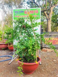 Lựu ấn độ cây giống