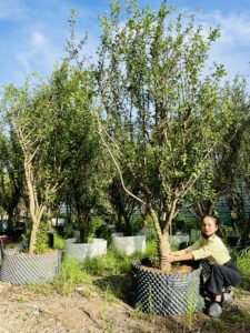 Lựu ấn độ cây trưởng thành