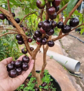 Nho thân gỗ tứ quý cây có hoa và trái