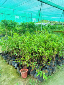 Nho thân gỗ tứ quý cây giống