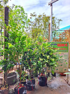 Nho thân gỗ tứ quý cây tầm trung