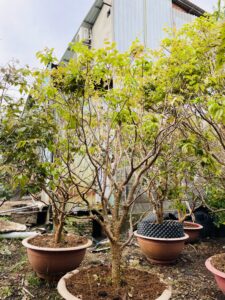 Nho thân gỗ tứ quý cây trưởng thành